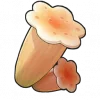 蜜黄菌
