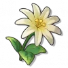 象牙花